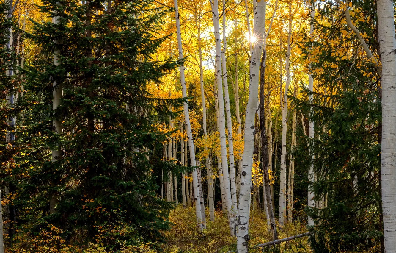 Photo wallpaper autumn, forest, trees, branches, foliage, ate, aspen