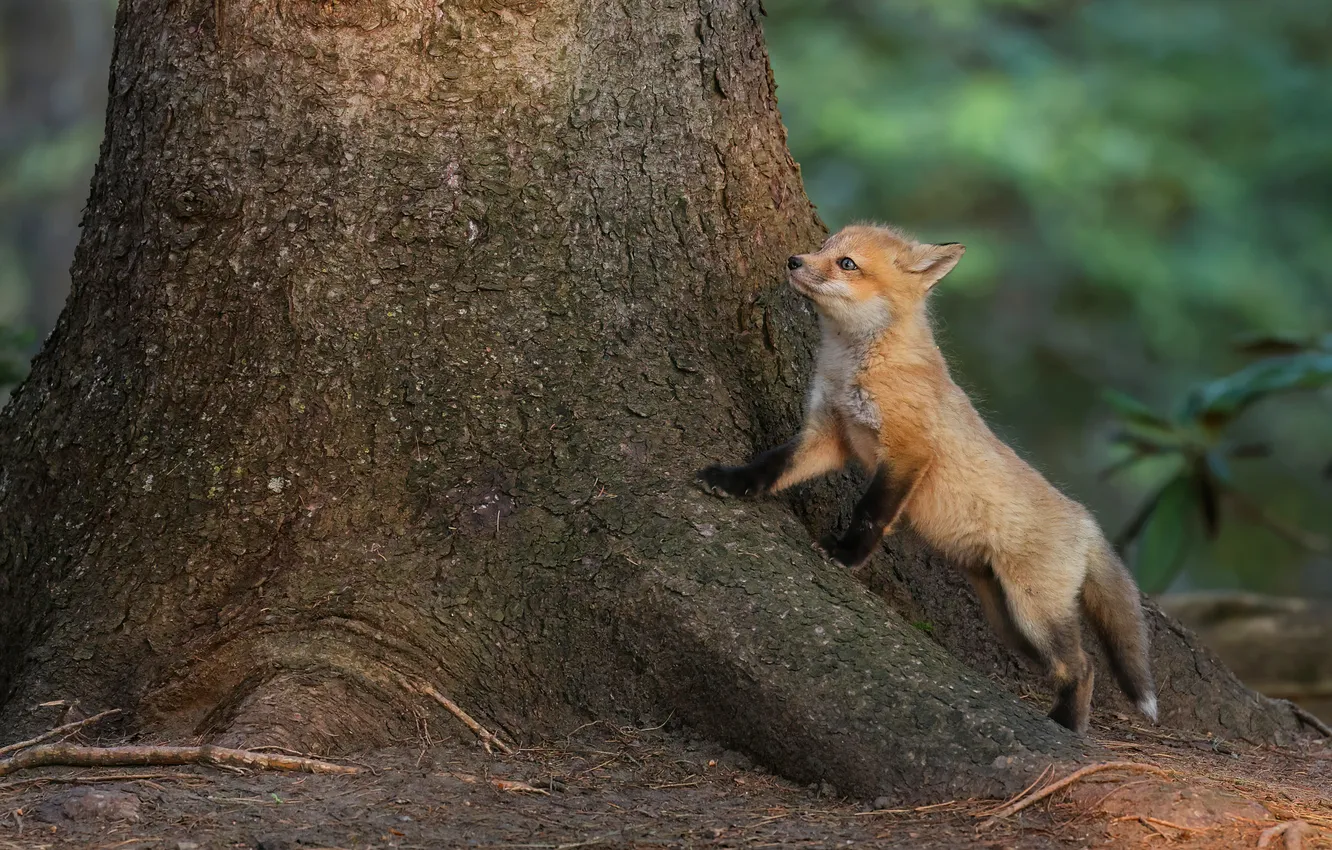 Photo wallpaper forest, trees, nature, pose, Fox, Fox