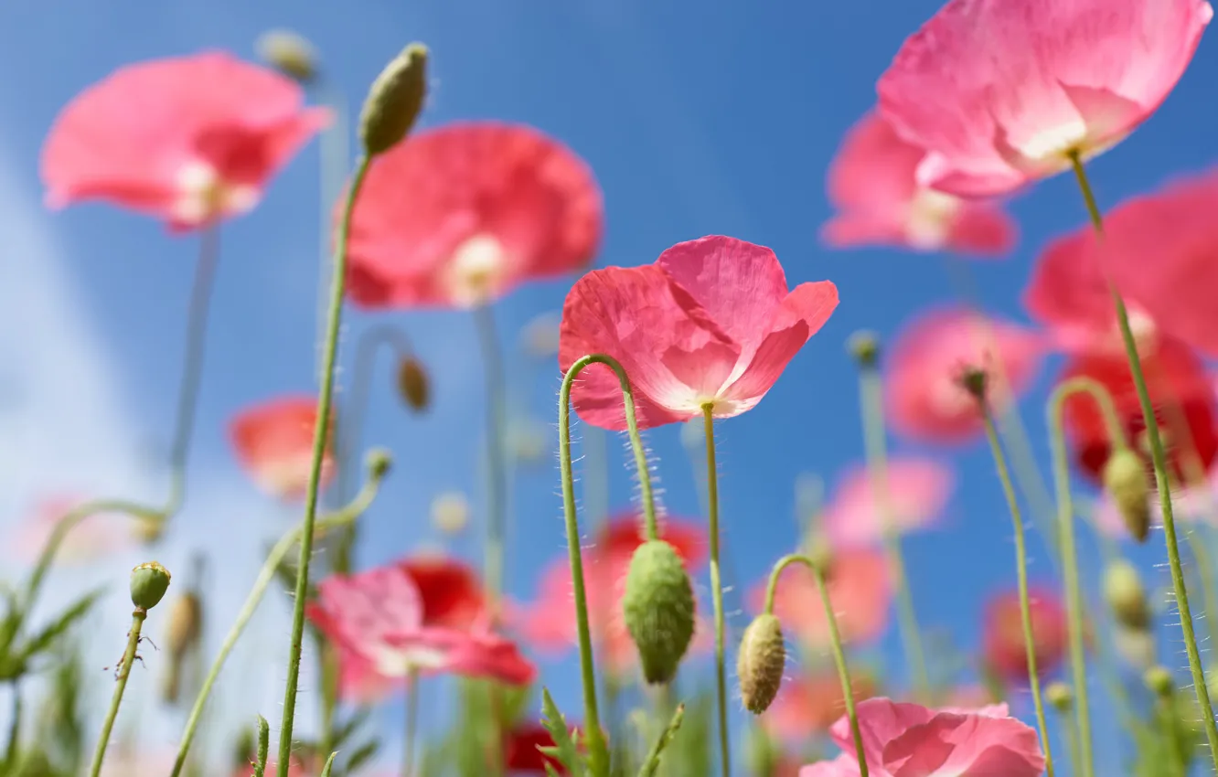 Photo wallpaper the sky, Maki, pink