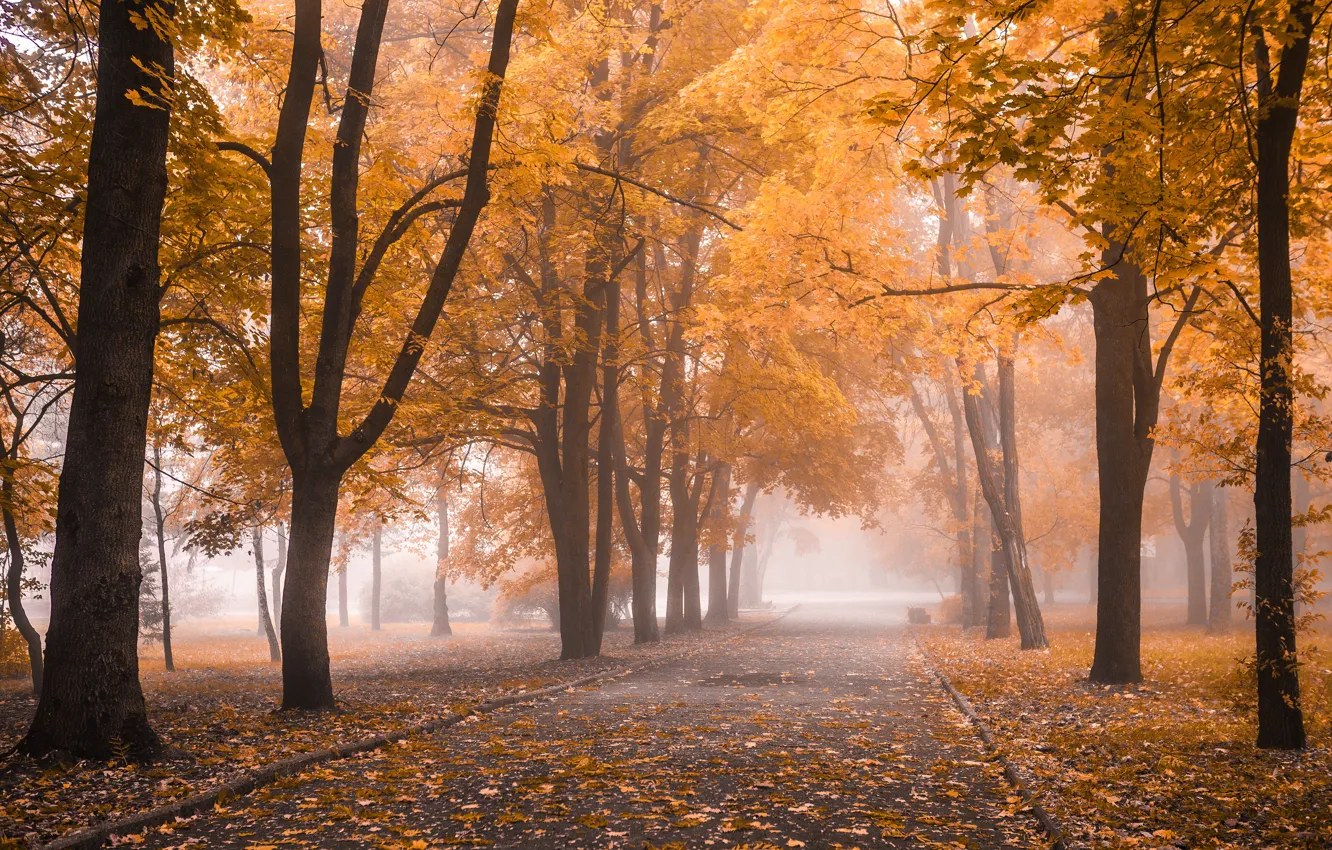 Photo wallpaper autumn, leaves, trees, Park, nature, park, autumn, leaves