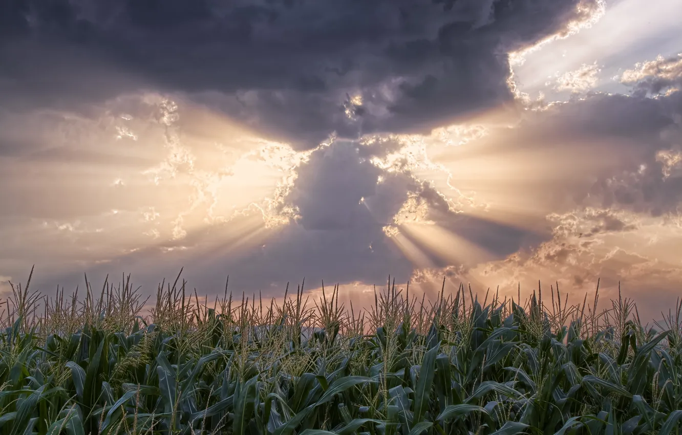 Photo wallpaper field, clouds, the sun's rays, sorghum