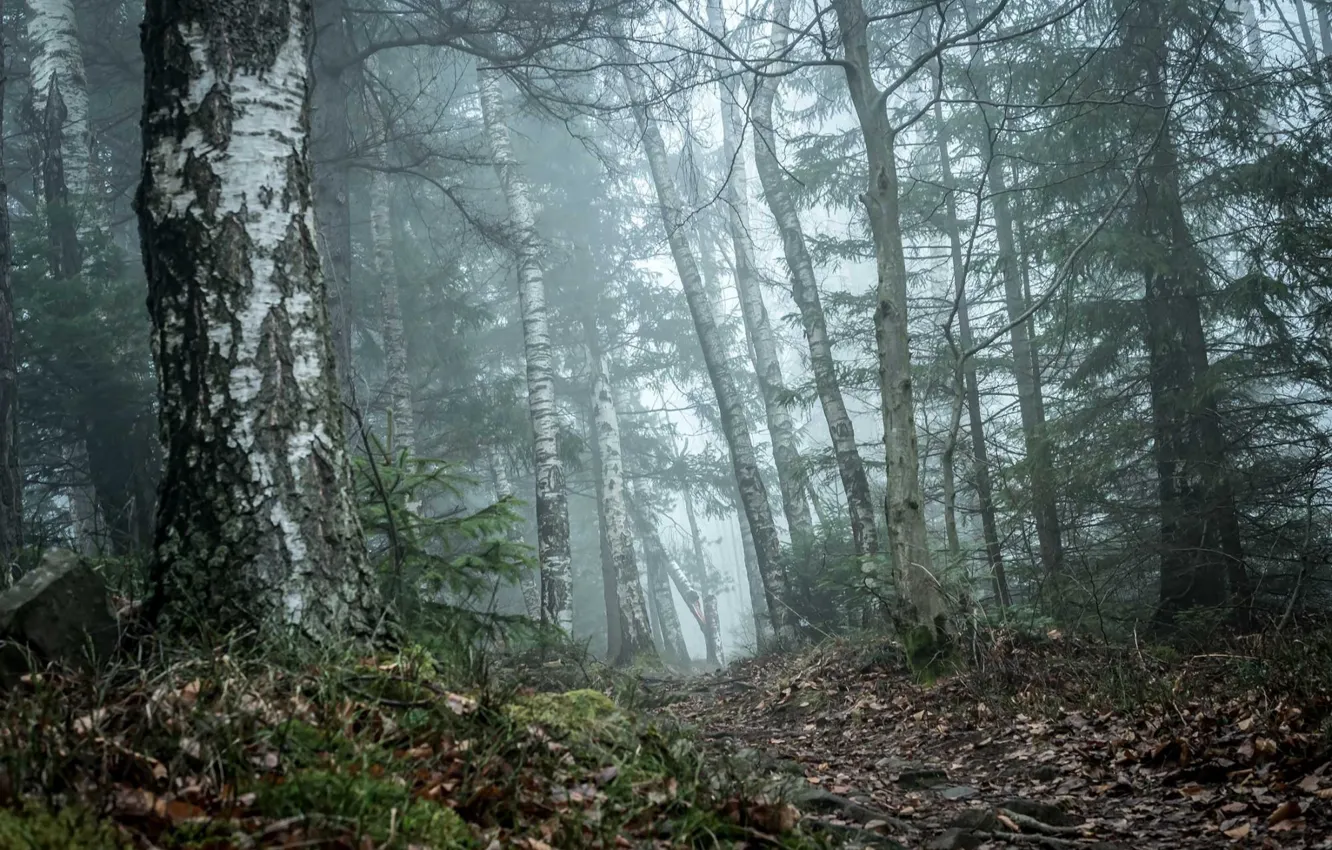 Photo wallpaper forest, trees, nature, fog, birch, path