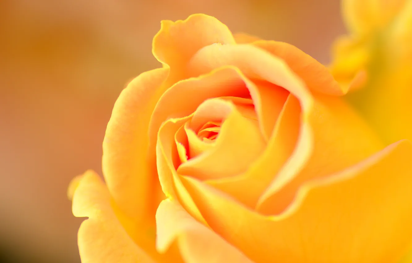 Photo wallpaper macro, nature, roses, petals