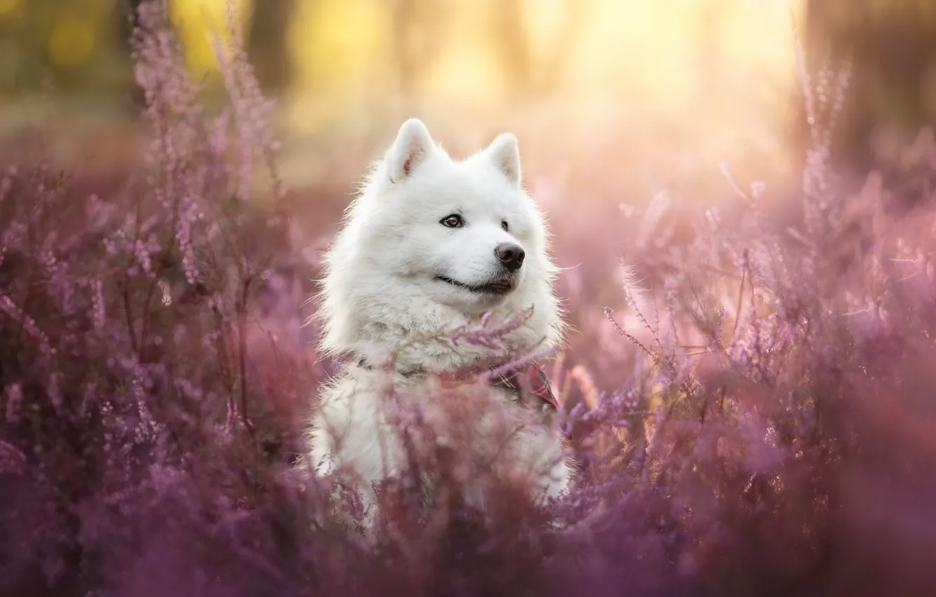 Photo wallpaper face, dog, Samoyed, Heather