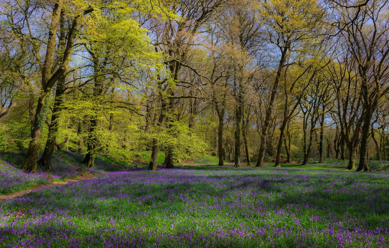 Photo wallpaper forest, grass, trees, flowers, glade, England, spring
