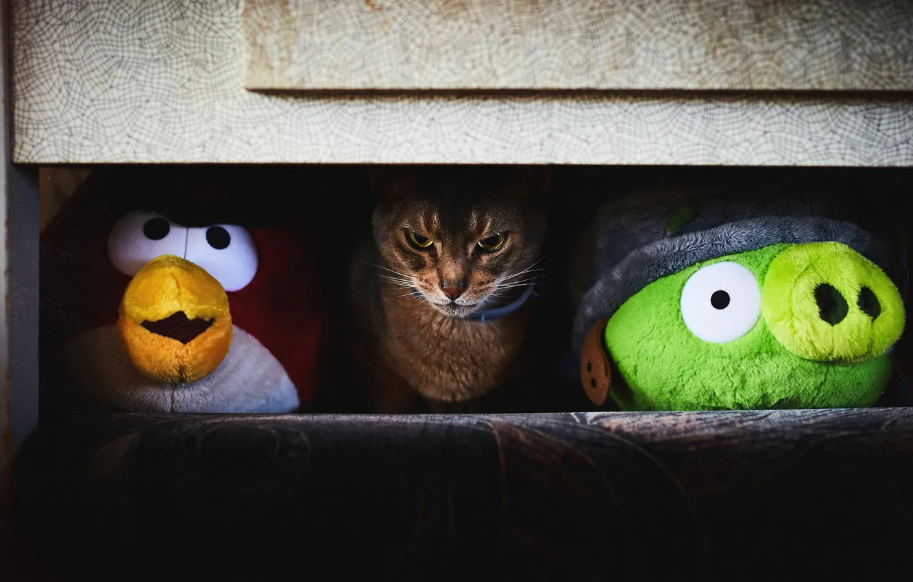 Photo wallpaper cat, eyes, cat, look, light, the dark background, toy, furniture