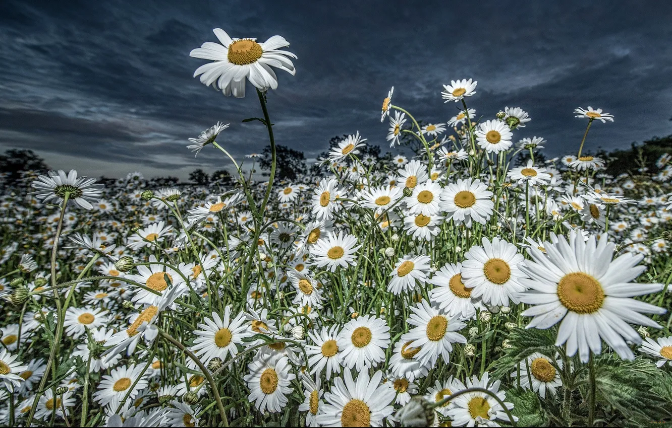 Photo wallpaper PETALS, WHITE, GLADE, CHAMOMILE, LAWN