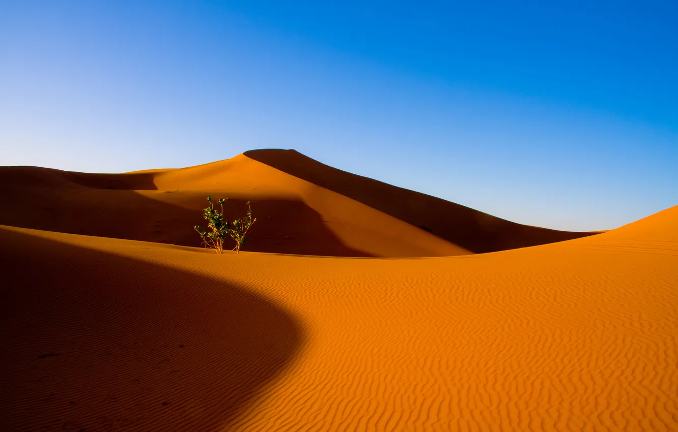 Photo wallpaper sand, the sky, the dunes, desert, dunes, the bushes
