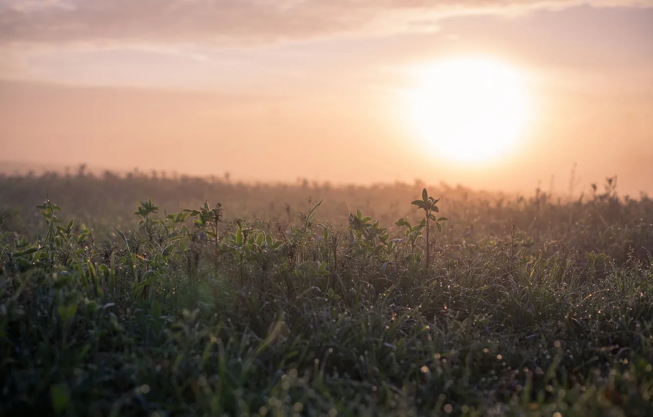 Photo wallpaper grass, fog, morning
