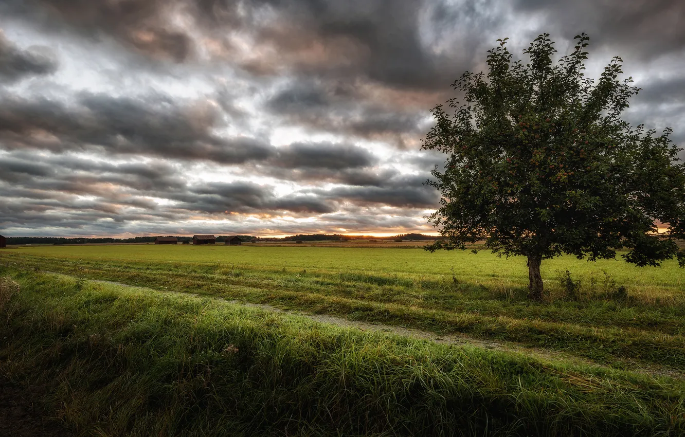 Photo wallpaper road, field, summer, the sky, grass, trees, clouds, dal