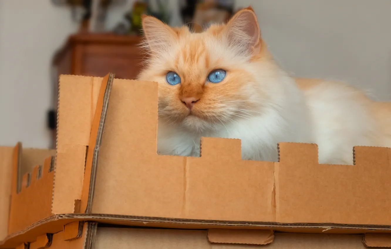 Photo wallpaper pose, look, cat, face, cat