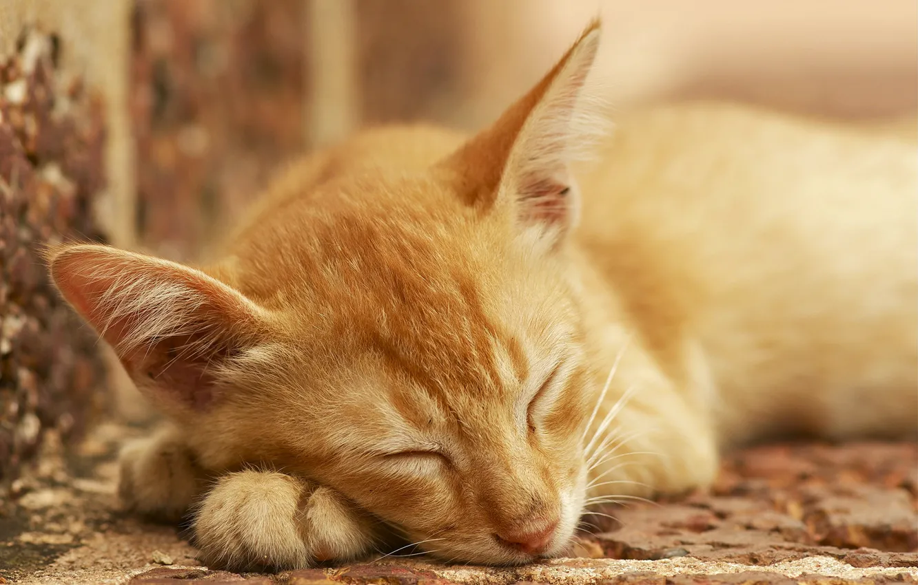 Photo wallpaper cat, stay, sleep, red