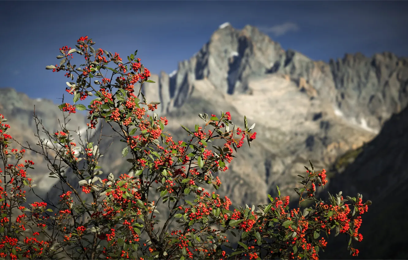 Photo wallpaper mountains, berries, Bush