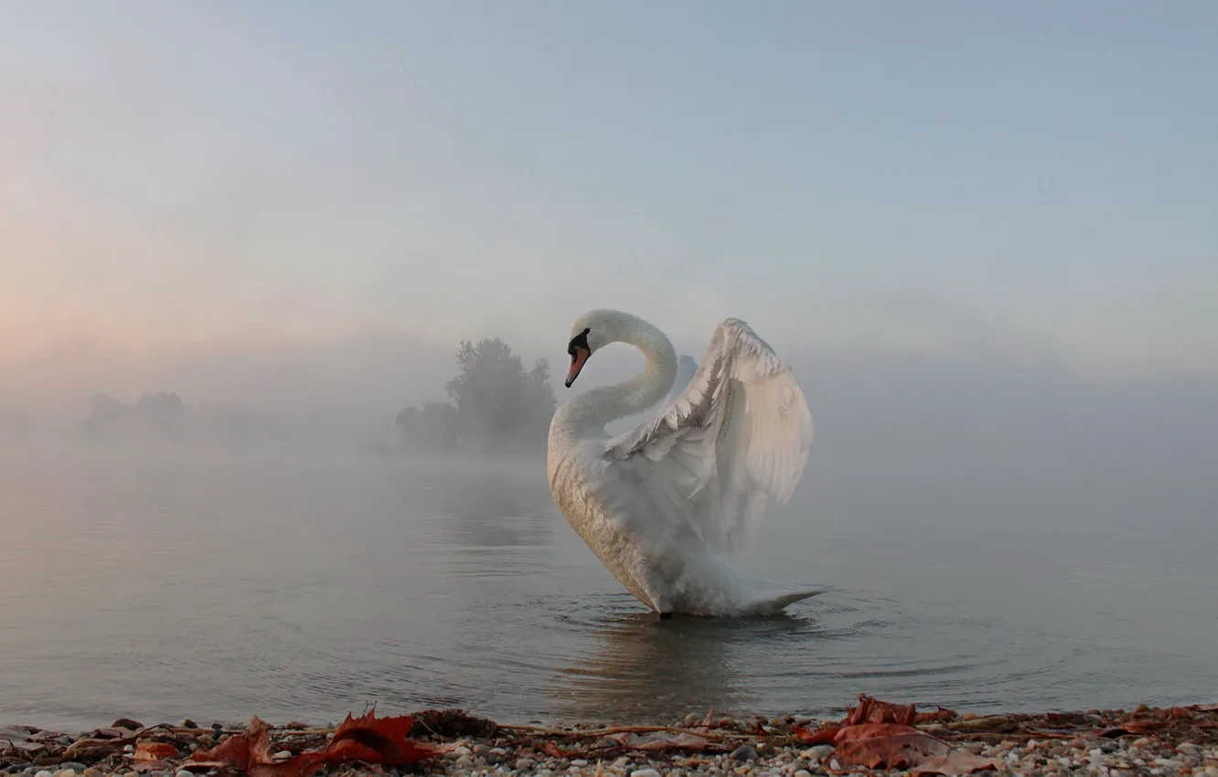 Photo wallpaper fog, morning, swans