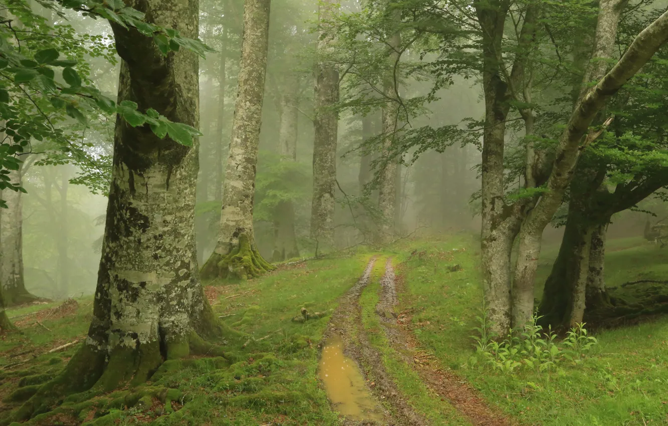 Photo wallpaper road, greens, forest, summer, trees, branches, nature, fog