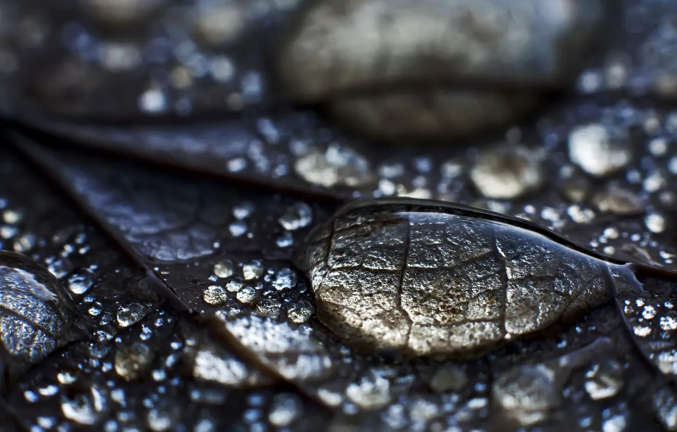 Photo wallpaper leaves, water, drops, surface, Rosa, leaf