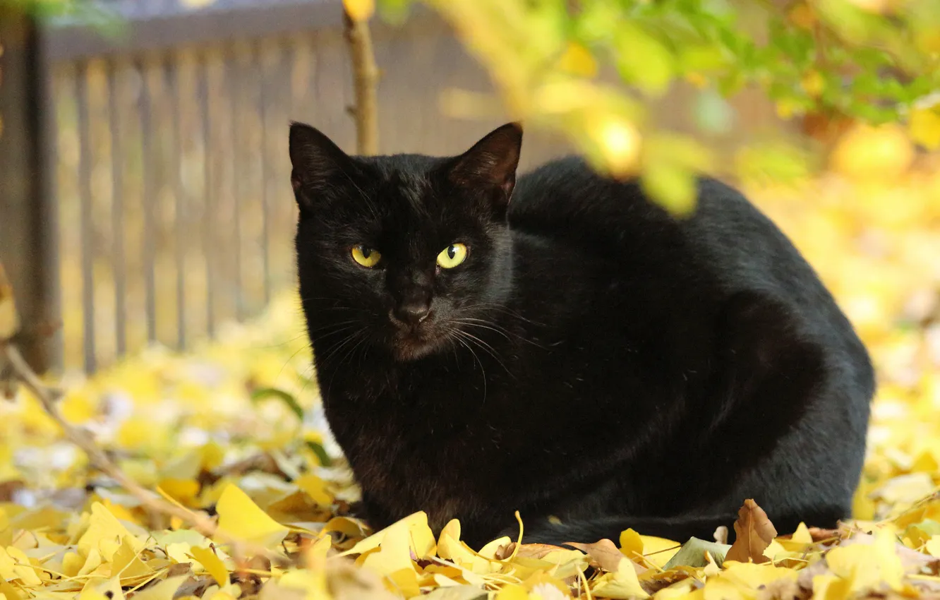 Photo wallpaper cat, leaves, black, yellow, autumn