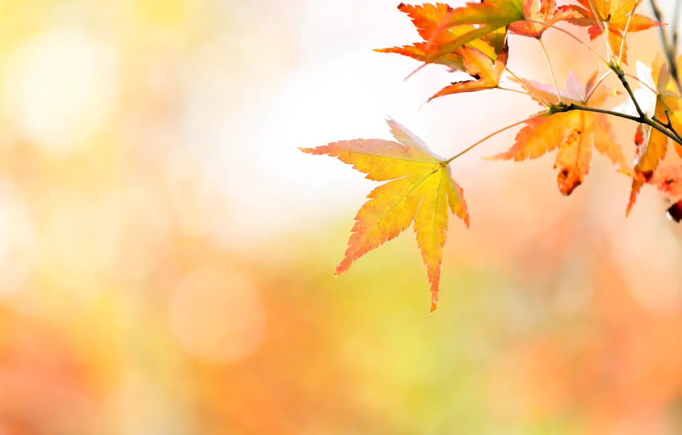Photo wallpaper autumn, leaves, trees, colorful, maple, autumn, leaves, autumn
