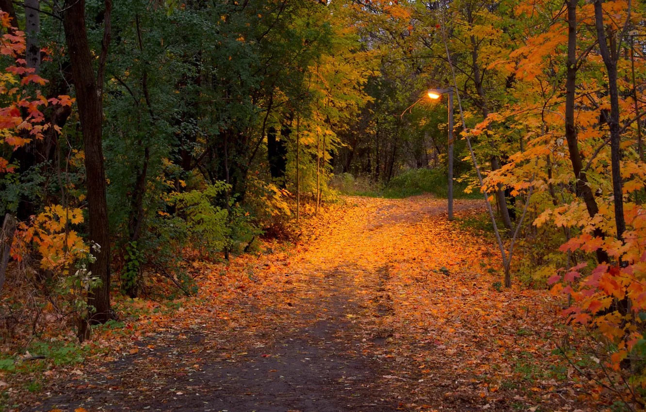Photo wallpaper autumn, leaves, trees, nature, Park, photo, trail, lantern