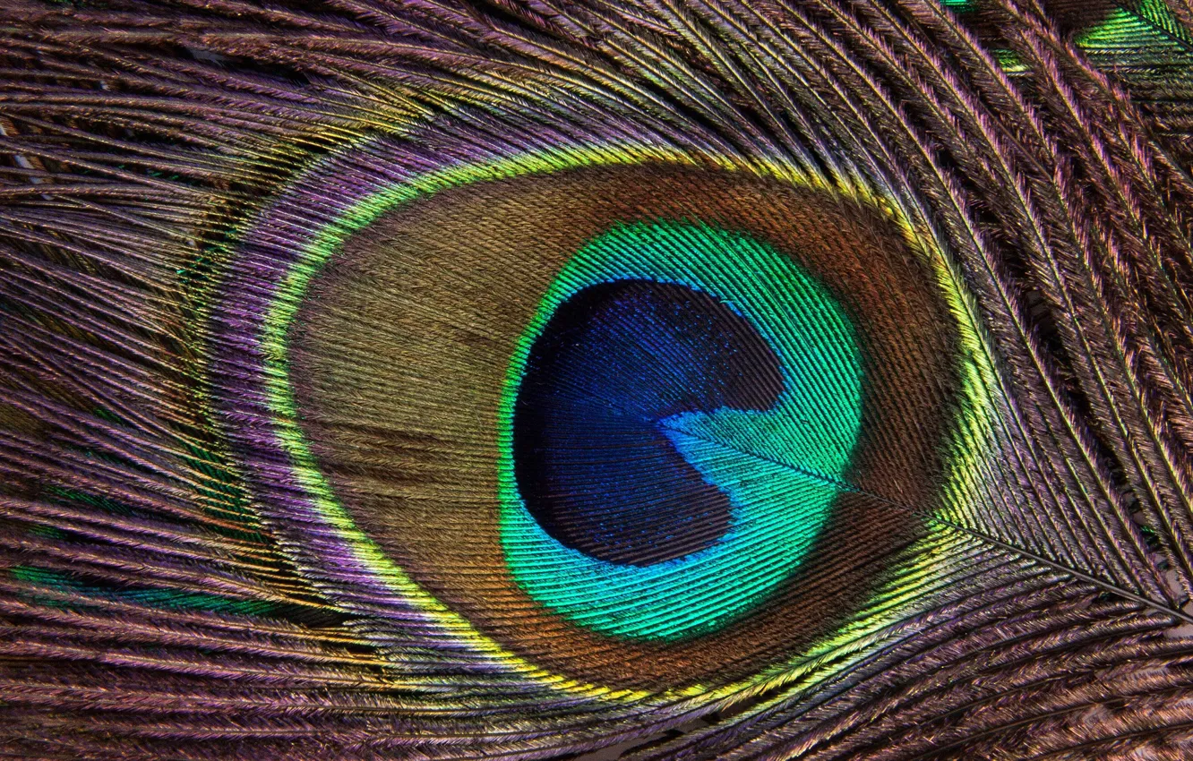 Photo wallpaper macro, pen, color, peacock