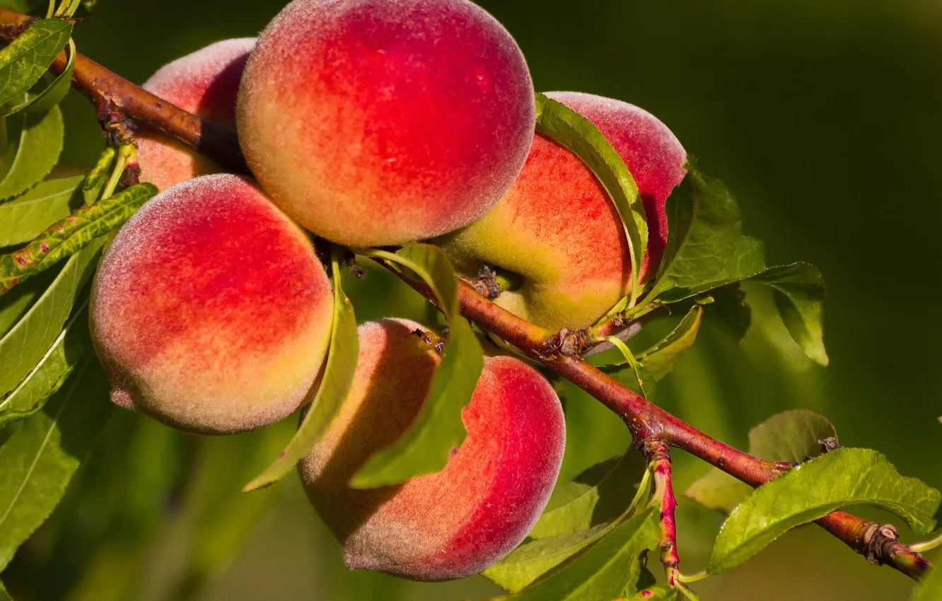 Photo wallpaper macro, branches, fruit, peaches