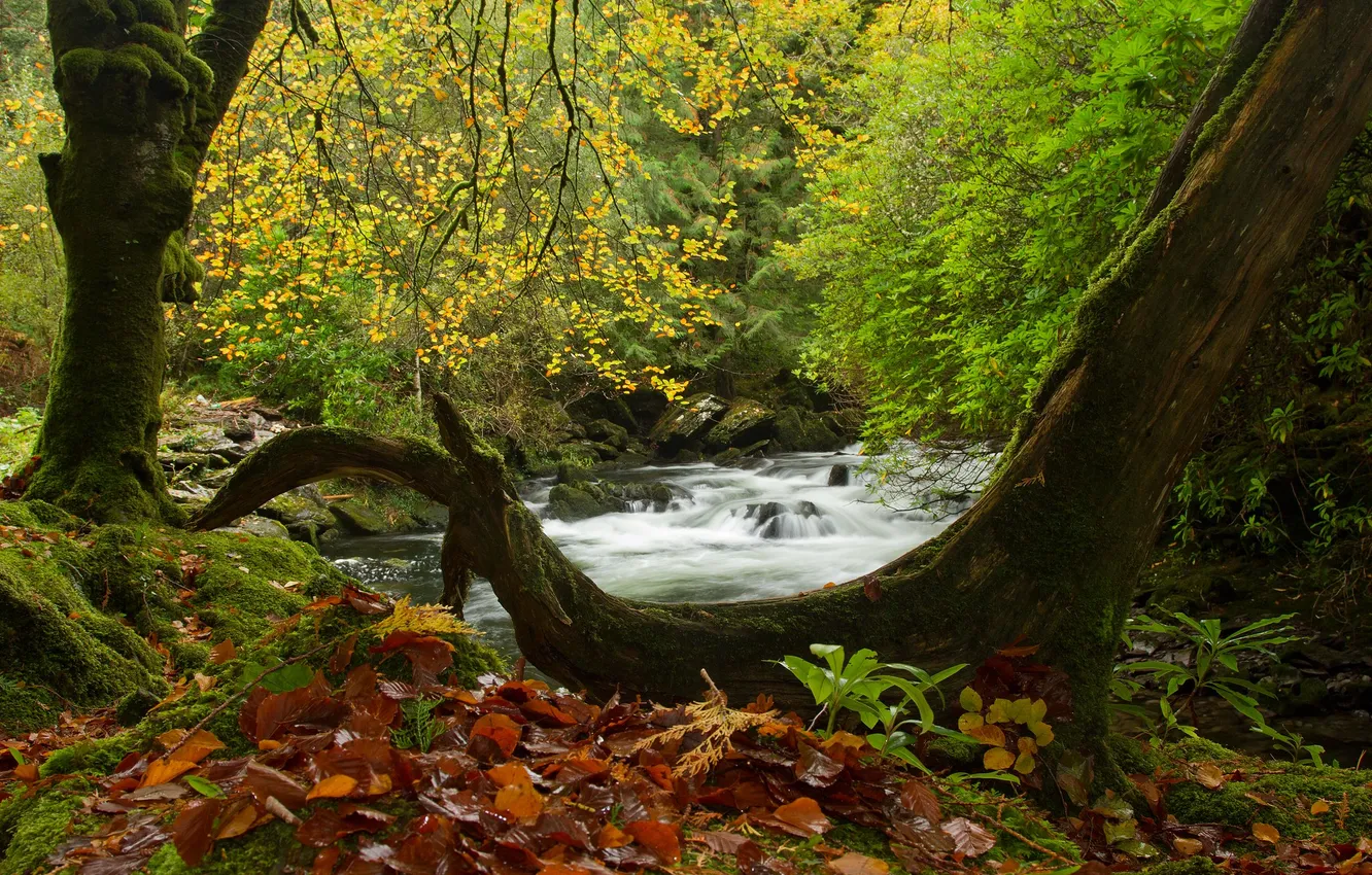 Photo wallpaper autumn, forest, nature, river