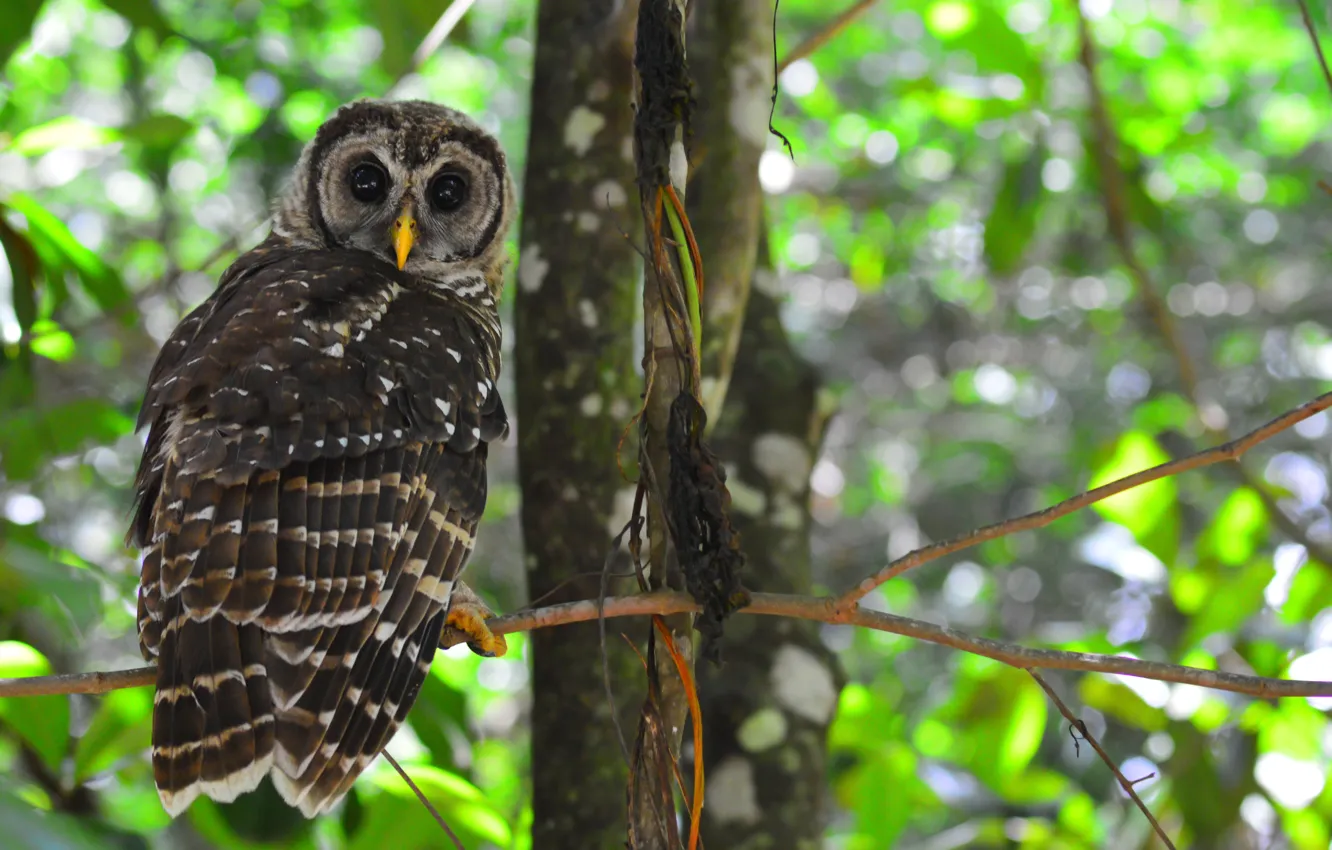 Photo wallpaper forest, leaves, trees, owl, bird