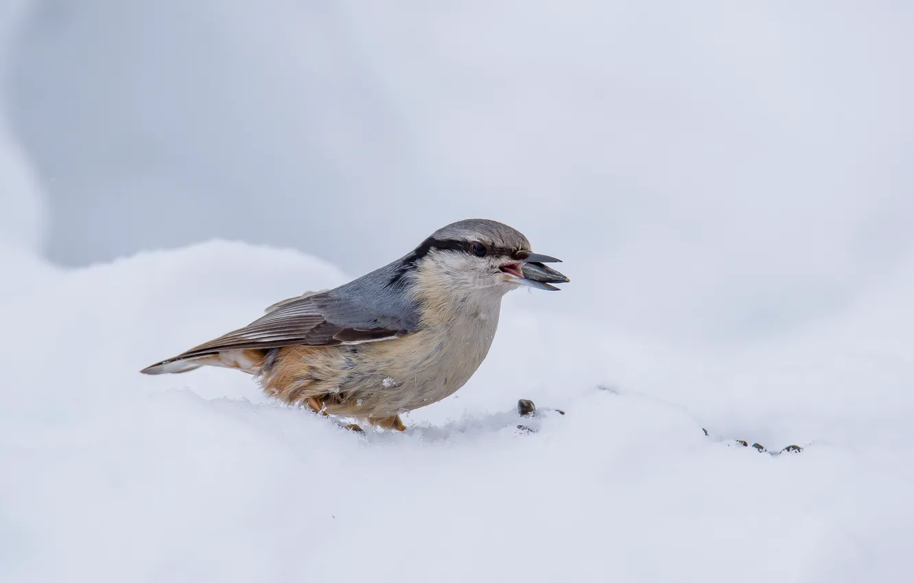 Photo wallpaper winter, birds, nuthatch, holds a seed