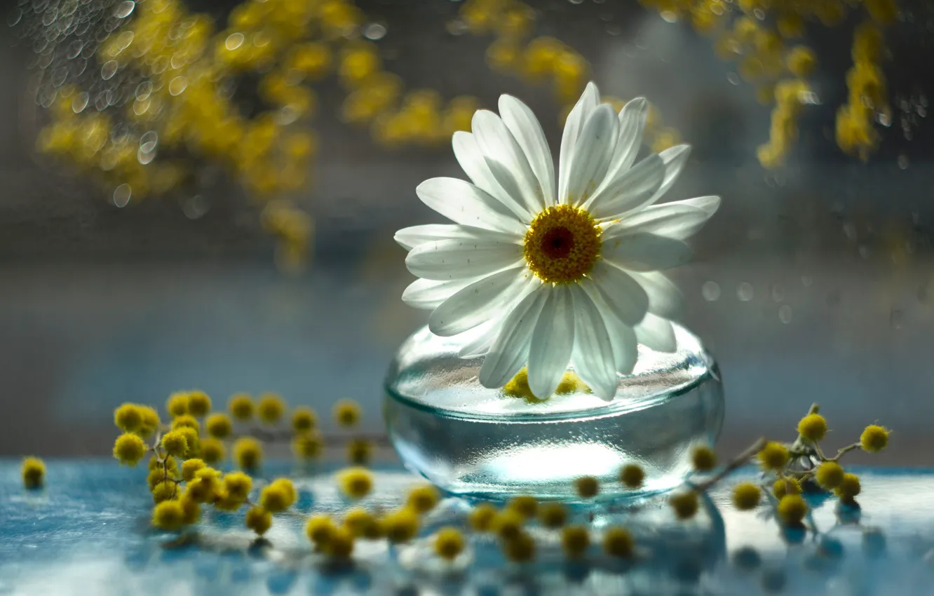 Photo wallpaper chamomile, bokeh, Mimosa