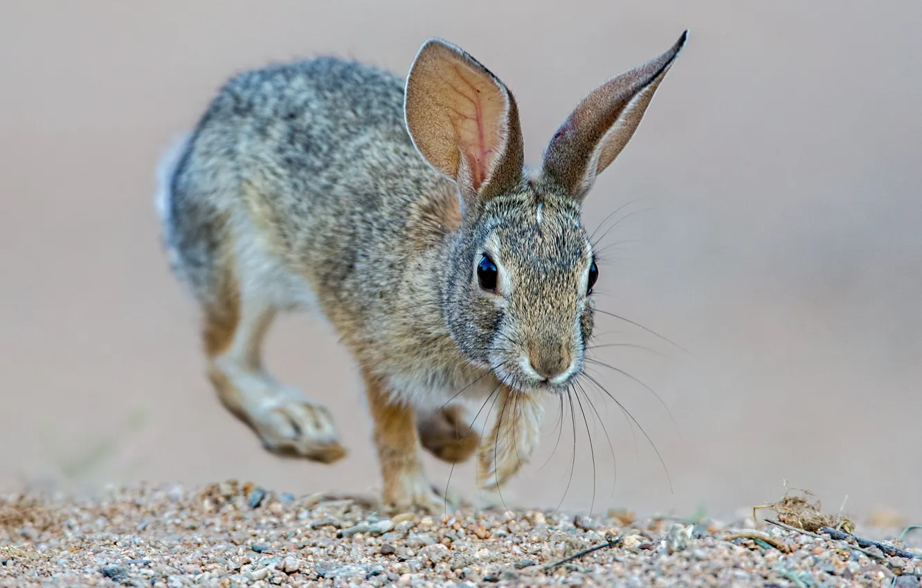 Photo wallpaper ears, mammal, steppe rabbit