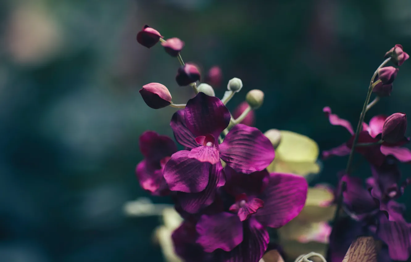 Photo wallpaper flower, purple, macro, petals