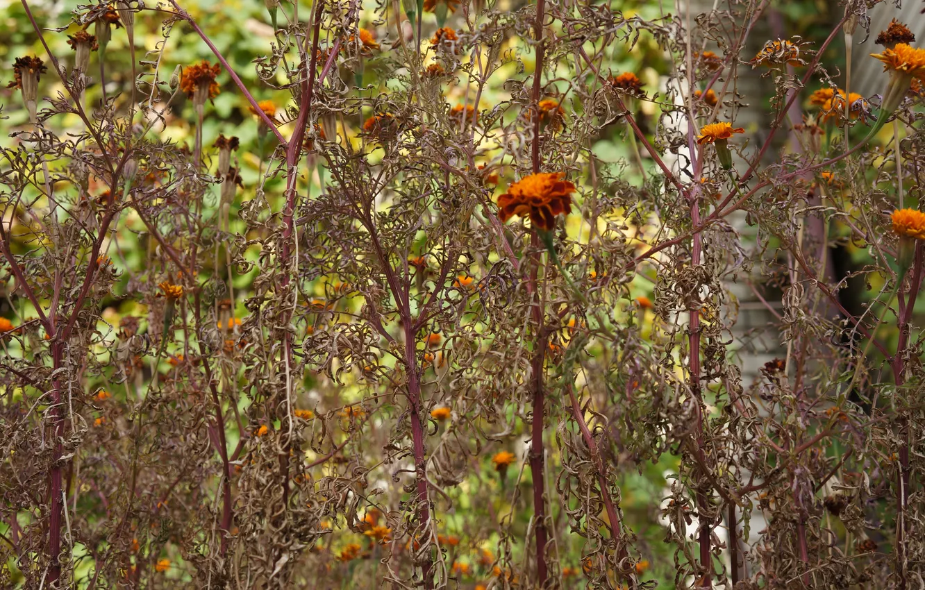 Photo wallpaper autumn, flowers, the dried flowers, Dry