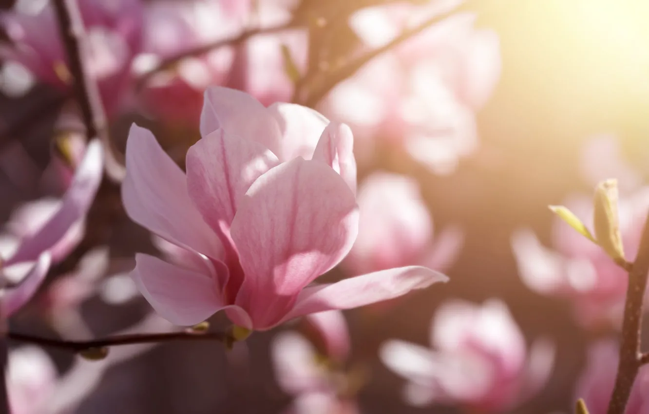 Photo wallpaper macro, light, flowers, branches, spring, petals, Bud, pink