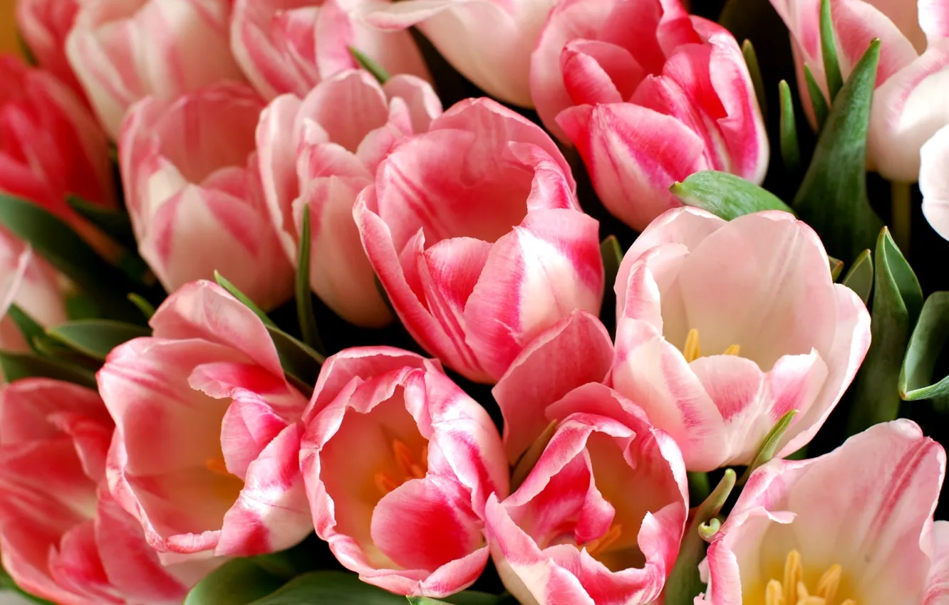 Photo wallpaper macro, tulips, buds