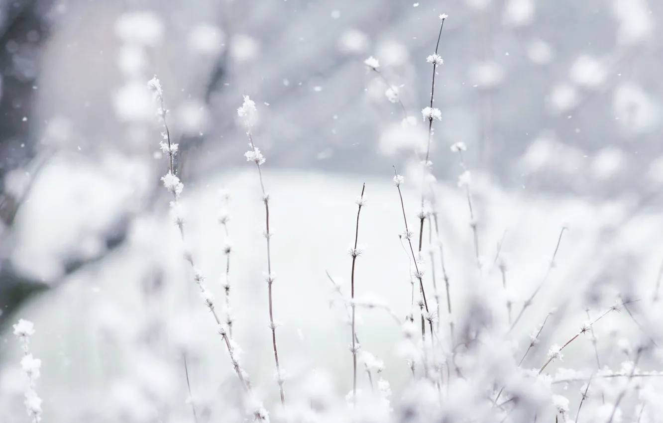 Photo wallpaper nature, winter, snow