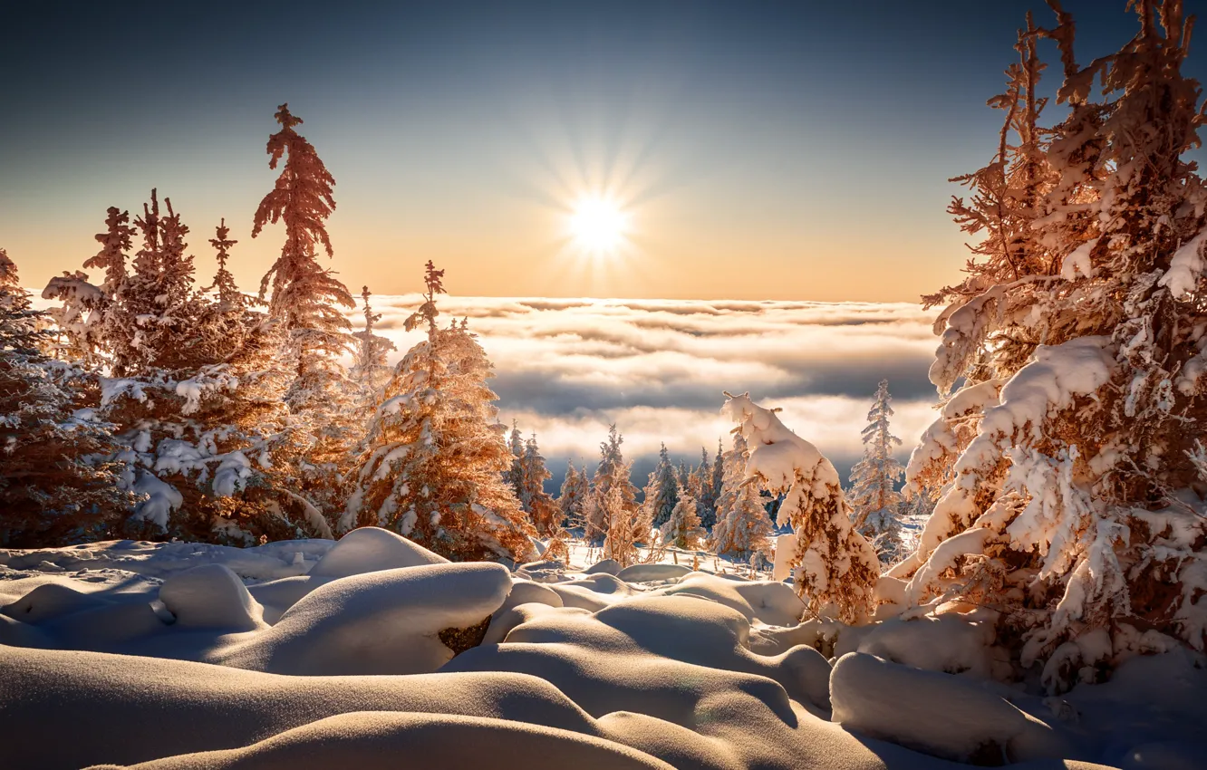 Photo wallpaper winter, forest, the sky, the sun, light, snow, fog, stones