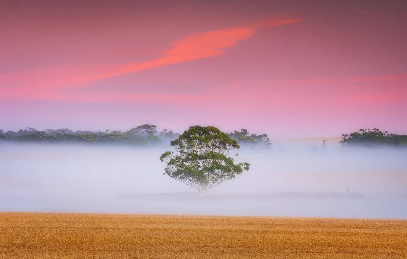 Photo wallpaper field, fog, tree, dawn, morning, Australia