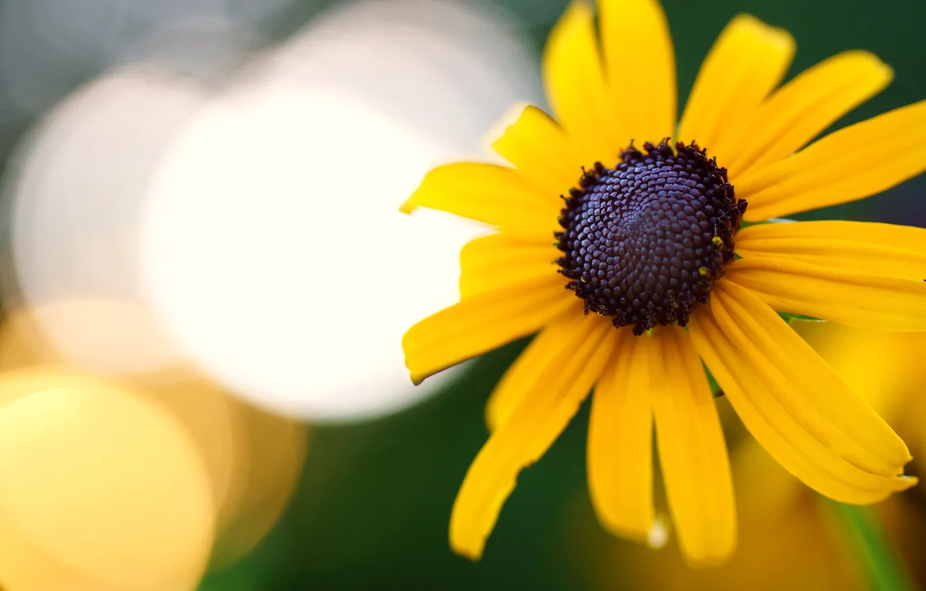 Photo wallpaper macro, flowers, yellow, chamomile, bokeh