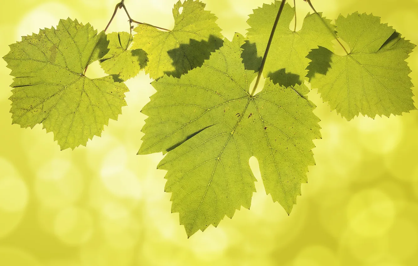Photo wallpaper leaves, grapes, veins, bokeh