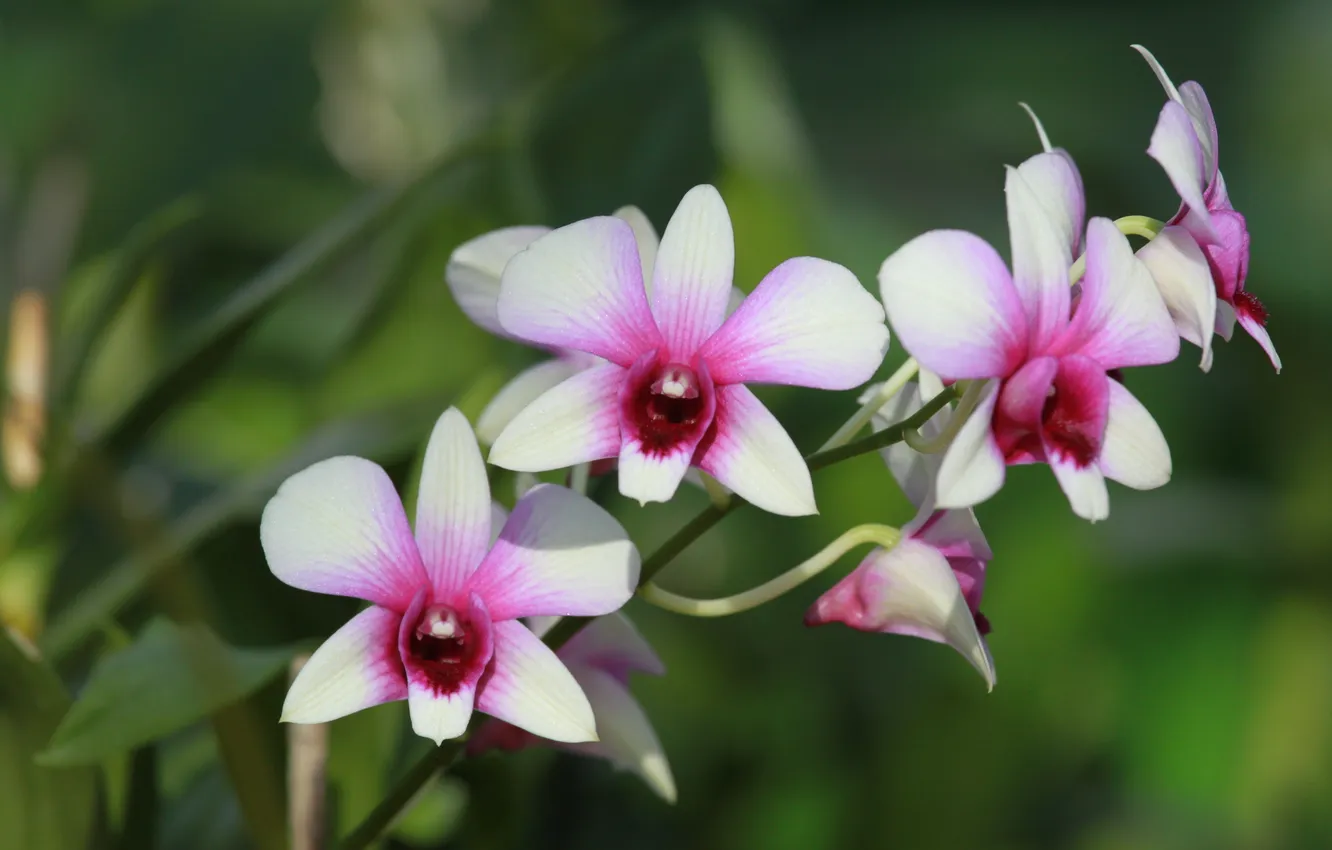 Photo wallpaper nature, petals, stem, Orchid