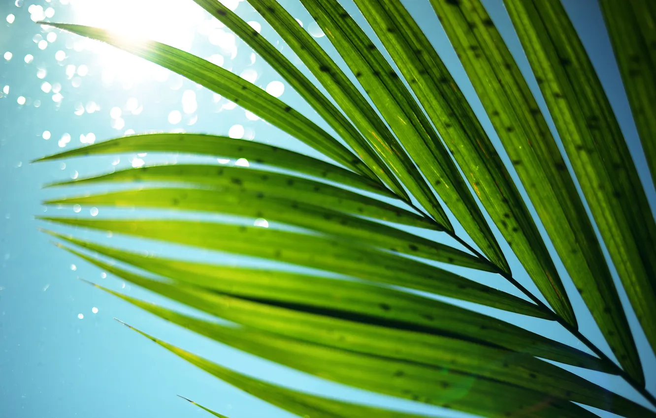 Photo wallpaper summer, the sky, leaves, the sun, palm trees