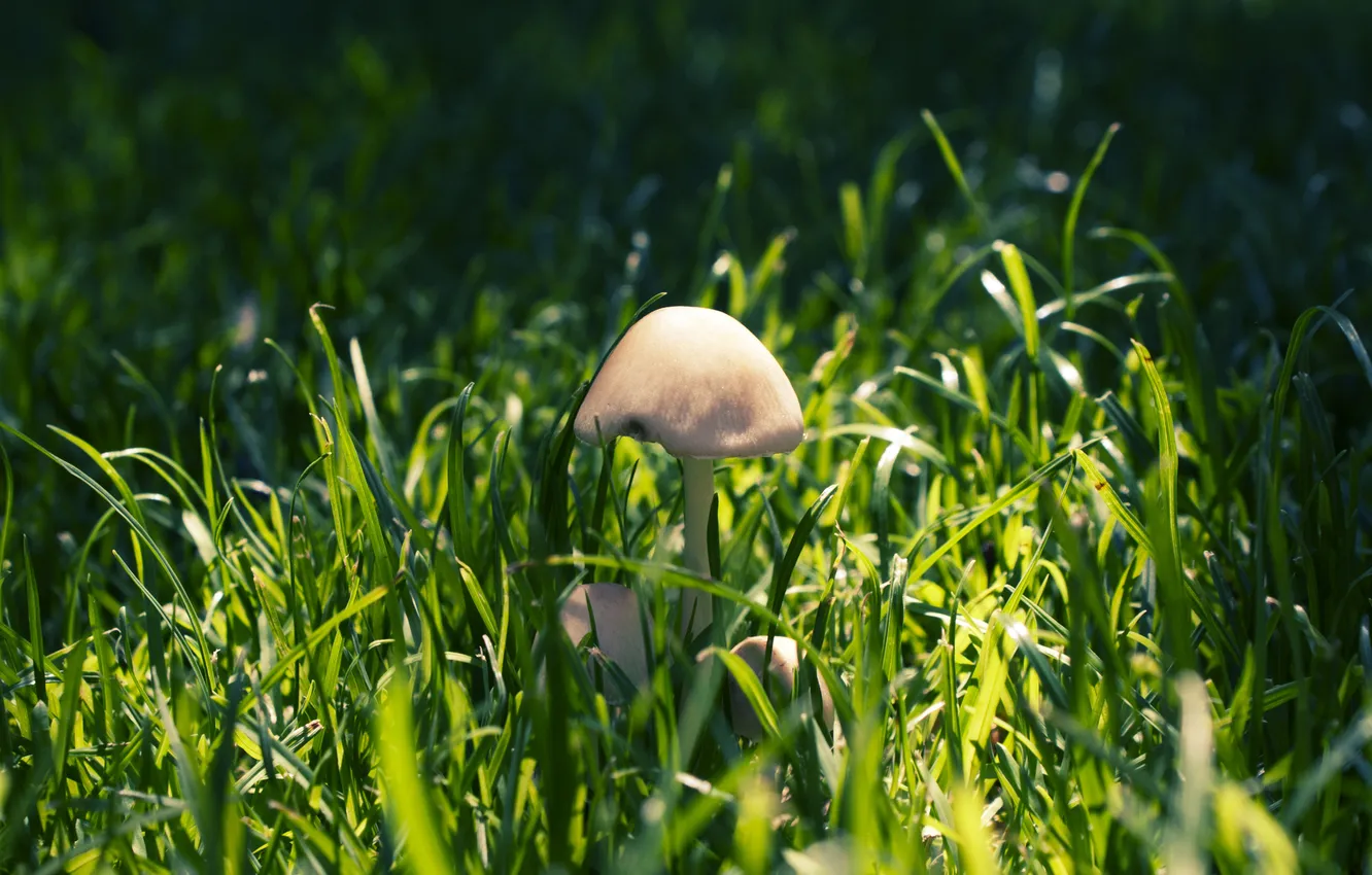 Photo wallpaper forest, grass, macro, nature, mushrooms, shadow, nature