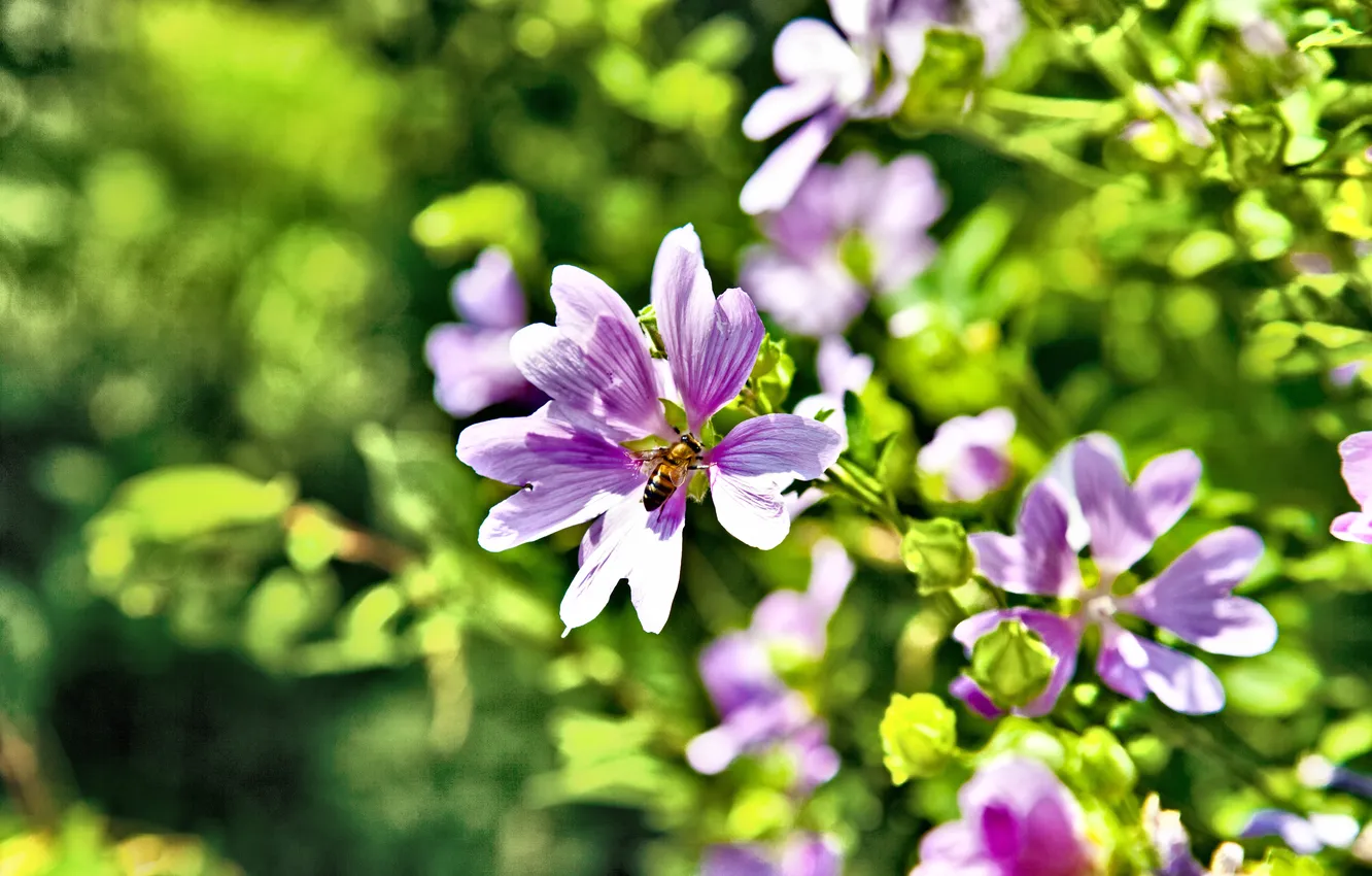 Photo wallpaper greens, summer, nature, bee