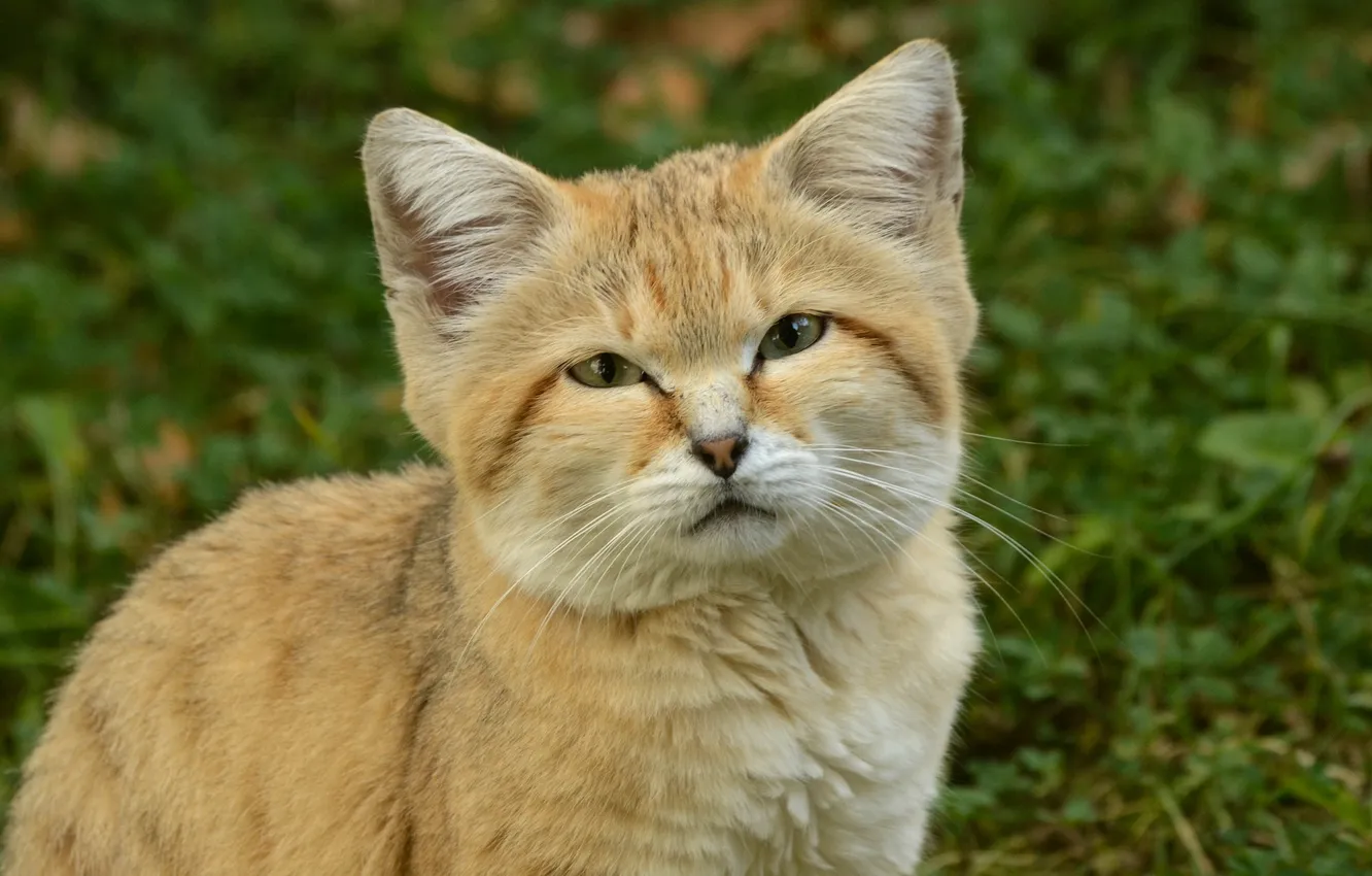 Photo wallpaper look, kitty, sand cat, sand cat