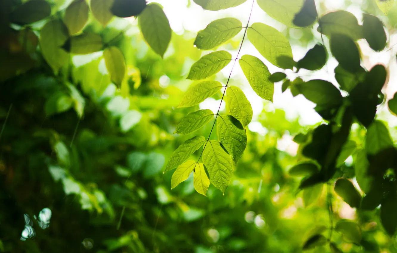 Photo wallpaper leaves, drops, branches, green