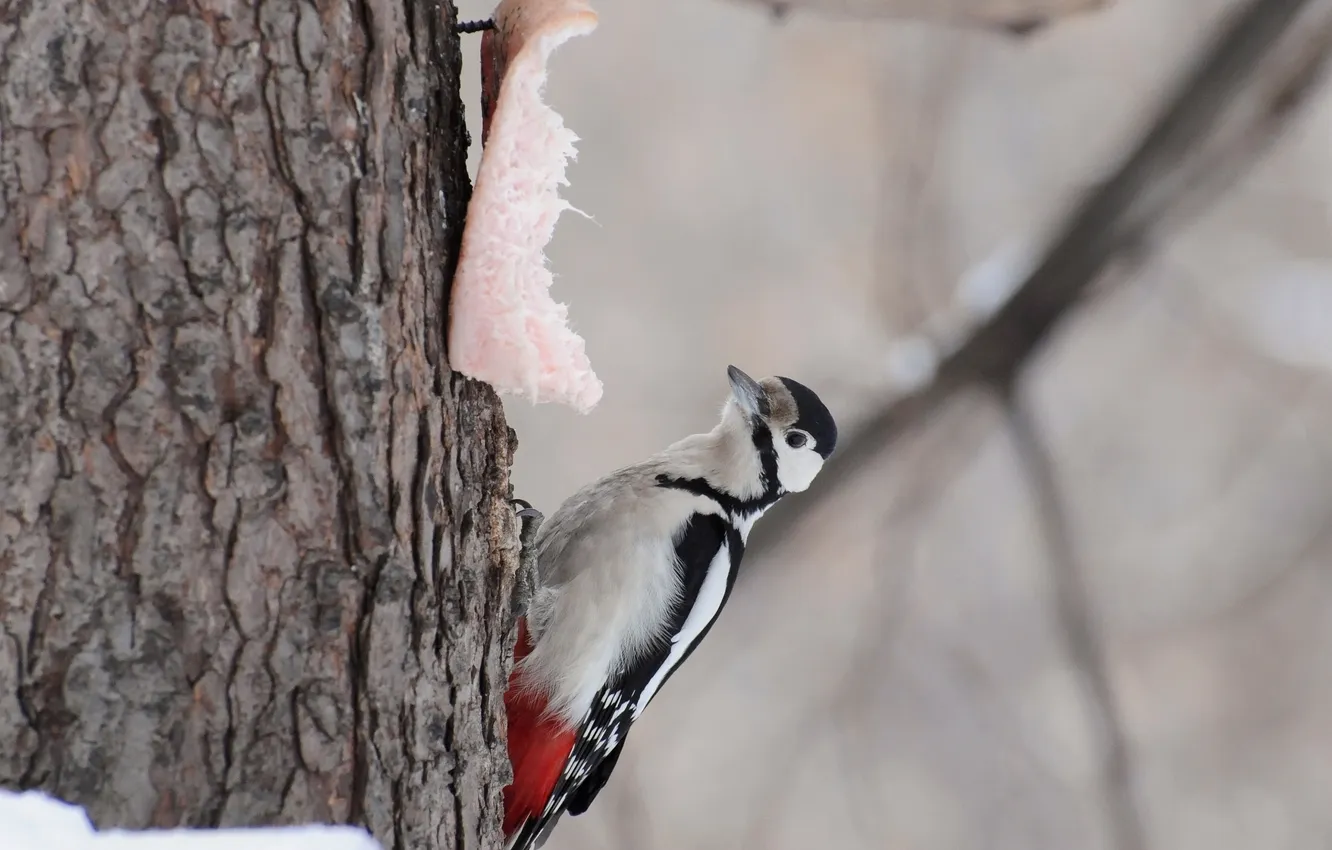 Photo wallpaper bird, woodpecker, fat, Woodpeker