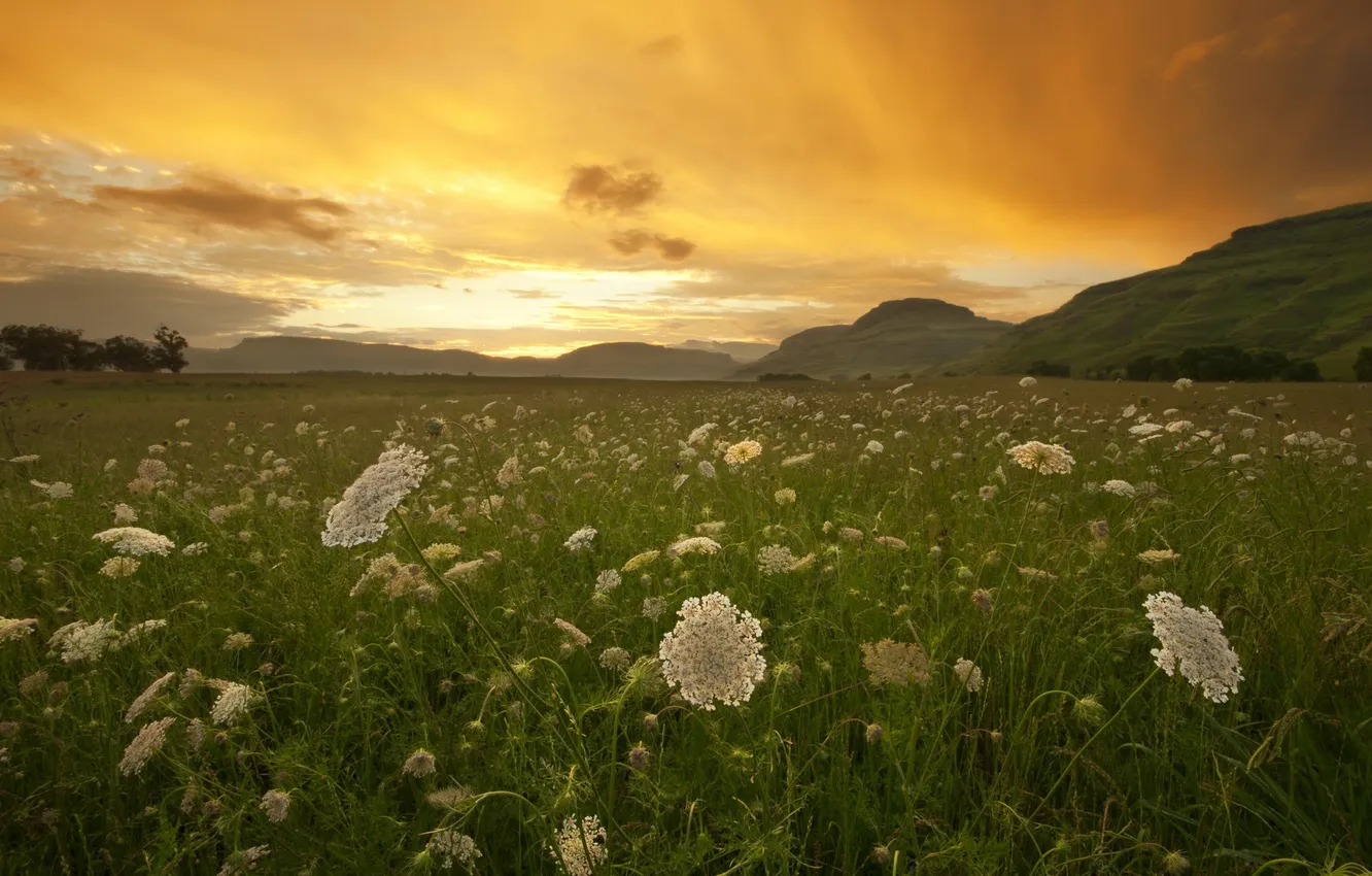 Photo wallpaper field, grass, sunset