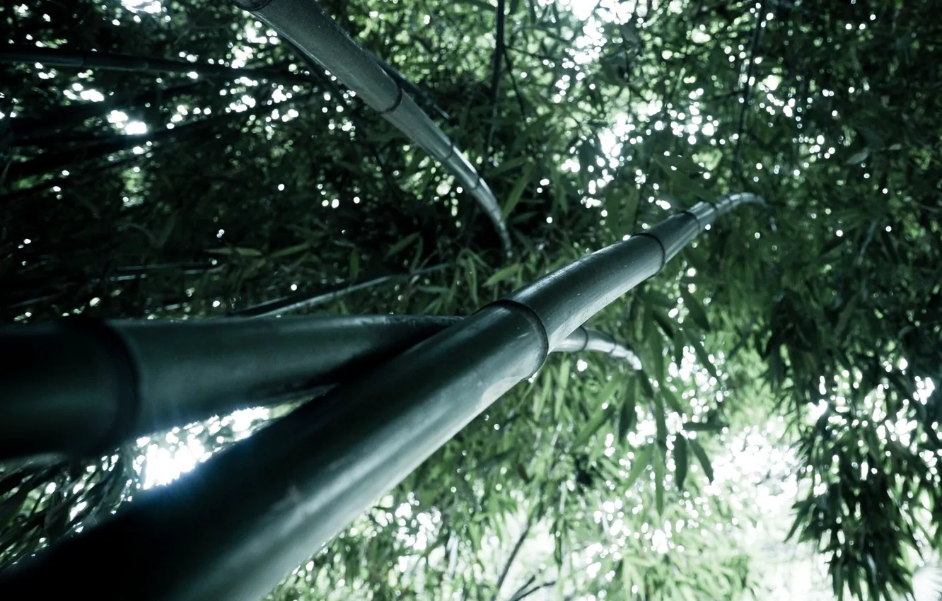 Photo wallpaper leaves, green, bamboo