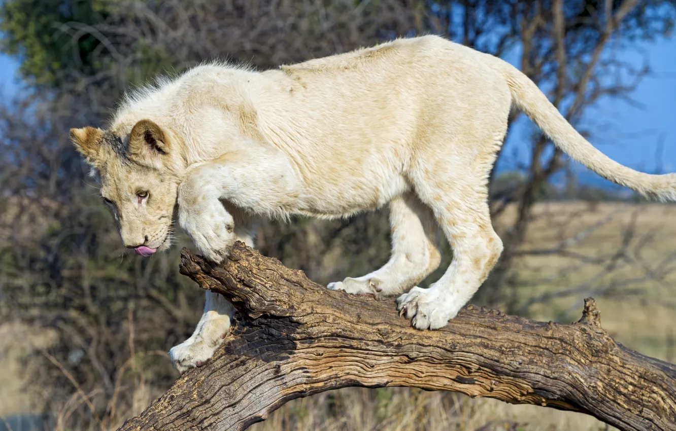 Photo wallpaper predator, wild cat, young, white lion