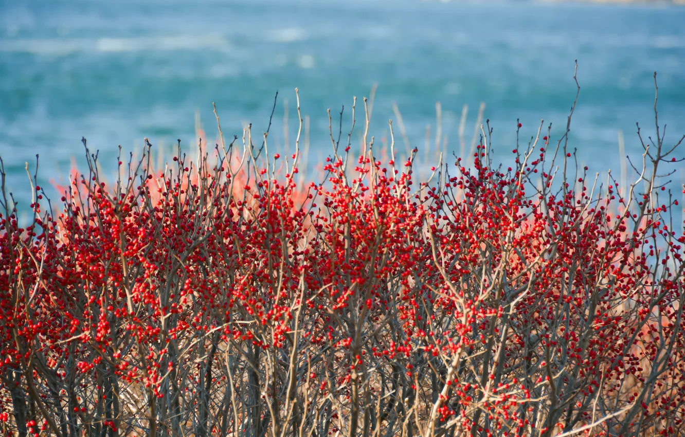 Photo wallpaper sea, ocean, berries, branches, sunny